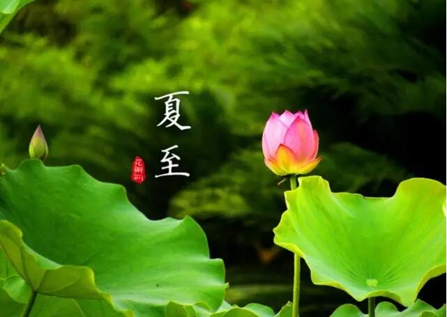 【二十四节气养生篇】夏至：多食苦，静养心